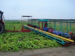 Платформа для уборки овощей ПУО