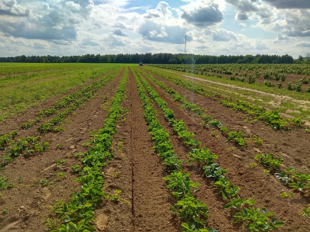 Агрегат прополочный универсальный АПУ — изображение 4